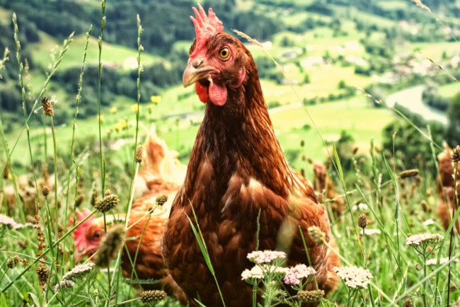 Glückliche Henne am Bio Bauernhof Höburg in St. Johann