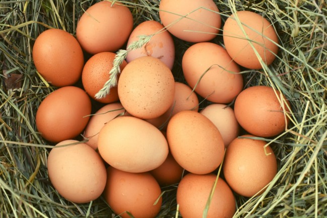 Bio Eier im Heu